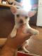 Chiapom Puppies for sale in Aurora, CO, USA. price: $800