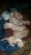 Chiapom Puppies for sale in Groton, NY 13073, USA. price: $500