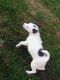 Chiapom Puppies for sale in Massillon, OH, USA. price: $500
