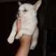 Chiapom Puppies for sale in Pickens, SC 29671, USA. price: $1,000