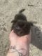Chiapom Puppies for sale in Taylors, SC, USA. price: $500