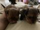 Chiapom Puppies for sale in Brooklyn, NY, USA. price: $1,200