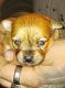 Chiapom Puppies for sale in Columbia, SC, USA. price: $400