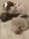 Chiapom Puppies for sale in Lincolnton, NC 28092, USA. price: $600