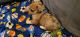 Chiapom Puppies for sale in Valdosta, GA, USA. price: $1,000