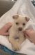 Chiapom Puppies for sale in Hansen Hills, CA 91331, USA. price: $600