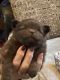 Chiapom Puppies for sale in Rensselaer County, NY, USA. price: $850