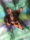 Chiapom Puppies for sale in Bakersfield, CA 93306, USA. price: $190