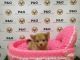 Chiapom Puppies for sale in Temple City, CA, USA. price: $850