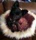 Chiapom Puppies for sale in Middletown, NY 10940, USA. price: NA