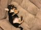 Chiapom Puppies for sale in Charter Twp of Clinton, MI 48036, USA. price: $450
