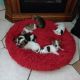 Chiapom Puppies for sale in Naples, FL, USA. price: $500