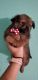 Chiapom Puppies for sale in Naples, FL, USA. price: $600