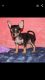 Chiapom Puppies for sale in Oklahoma City, OK, USA. price: $2,500