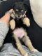 Chiapom Puppies for sale in Chipley, FL 32428, USA. price: NA