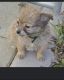 Chiapom Puppies for sale in Missoula, MT, USA. price: NA