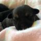 Chiapom Puppies for sale in Kansas City, MO, USA. price: NA