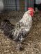 Chicken Birds for sale in Nauvoo, AL 35578, USA. price: NA