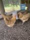 Chicken Birds for sale in Gray, GA 31032, USA. price: NA