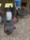 Chicken Birds for sale in Gray, GA 31032, USA. price: NA