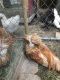 Chicken Birds for sale in Conroe, TX, USA. price: NA