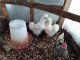 Chicken Birds for sale in Port Orchard, WA, USA. price: NA