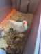 Chicken Birds for sale in Fort Wayne, IN, USA. price: $3