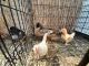 Chicken Birds for sale in Niles, IL, USA. price: NA