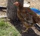Chicken Birds for sale in Thornton, CO, USA. price: NA