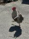 Chicken Birds for sale in Essex, MA 01929, USA. price: NA