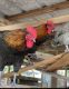 Chicken Birds for sale in Bradenton, FL, USA. price: $20