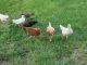 Chicken Birds for sale in El Paso County, TX, USA. price: $75