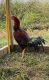 Chicken Birds for sale in 2311 N Jay St, Kokomo, IN 46901, USA. price: $350