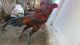 Chicken Birds for sale in Vijayawada, Andhra Pradesh 520001, India. price: 60000 INR