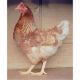 Chicken Birds for sale in Advance, MO 63730, USA. price: $8