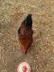 Chicken Birds for sale in Mt Perry, OH 43760, USA. price: NA