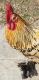 Chicken Birds for sale in Gainesville, FL, USA. price: NA