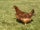 Chicken Birds for sale in Hansen, ID 83334, USA. price: NA