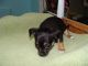Chihuahua Puppies for sale in Austin, AR 72007, USA. price: NA
