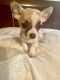 Chihuahua Puppies for sale in Spartanburg, SC, USA. price: NA