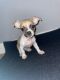 Chihuahua Puppies for sale in Snellville, GA, USA. price: NA