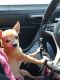 Chihuahua Puppies for sale in Kenneth City, FL 33709, USA. price: NA