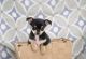 Chihuahua Puppies for sale in Salisbury, IL 62677, USA. price: NA