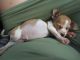Chihuahua Puppies for sale in Lawrenceville, GA, USA. price: NA