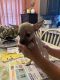 Chihuahua Puppies for sale in Lakeville, MA, USA. price: NA