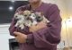 Chihuahua Puppies for sale in El Paso, TX, USA. price: $600