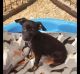 Chihuahua Puppies for sale in Carrollton, TX, USA. price: NA