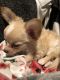 Chihuahua Puppies for sale in Pine Brook, Montville, NJ 07058, USA. price: NA