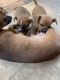 Chihuahua Puppies for sale in Gastonia, NC, USA. price: NA
