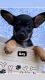 Chihuahua Puppies for sale in Conyers, GA, USA. price: NA